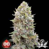 00 Seeds AUTO Cheese Berry